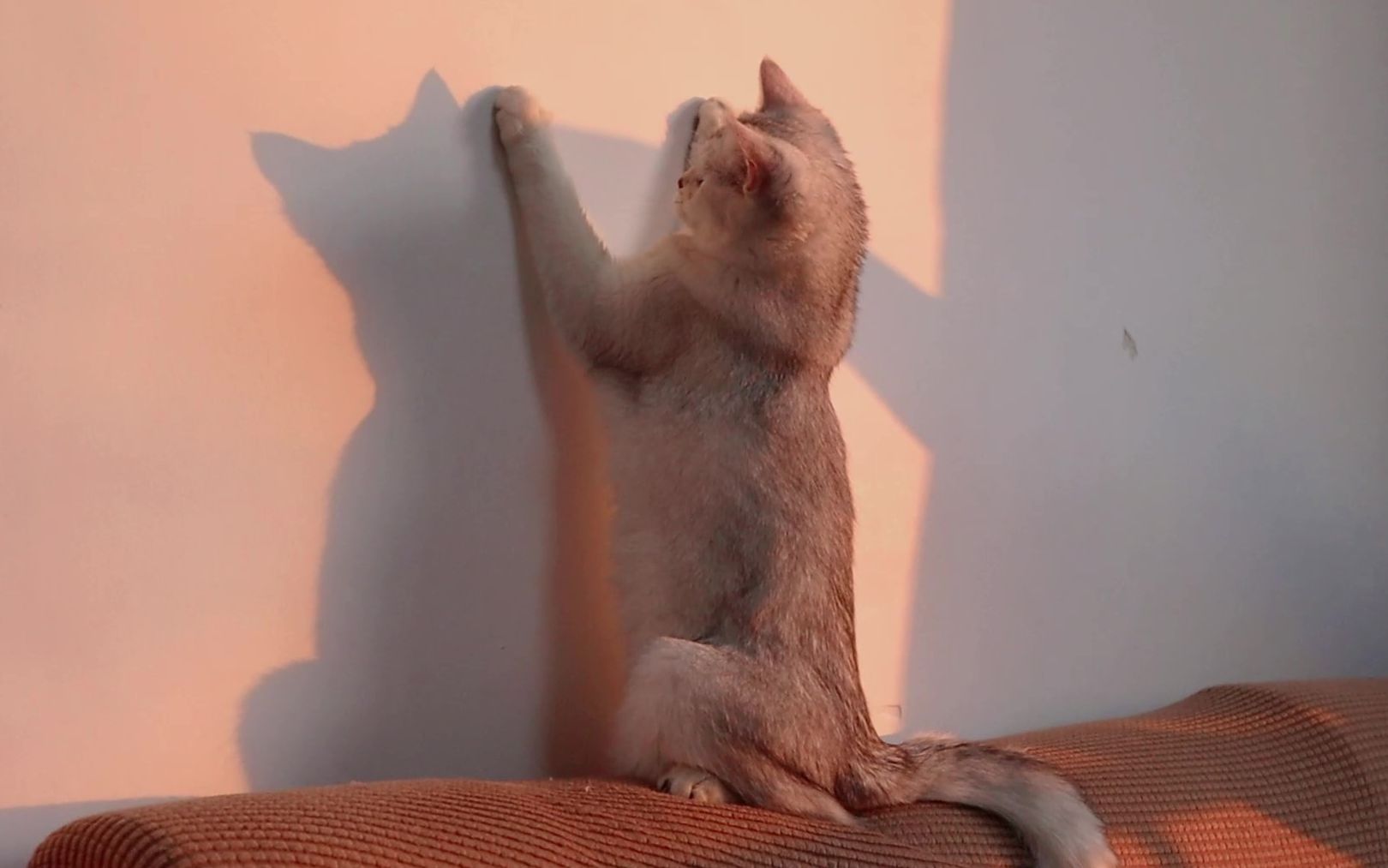 在夕阳的余晖里,雪碧正在和它的猫影子做游戏