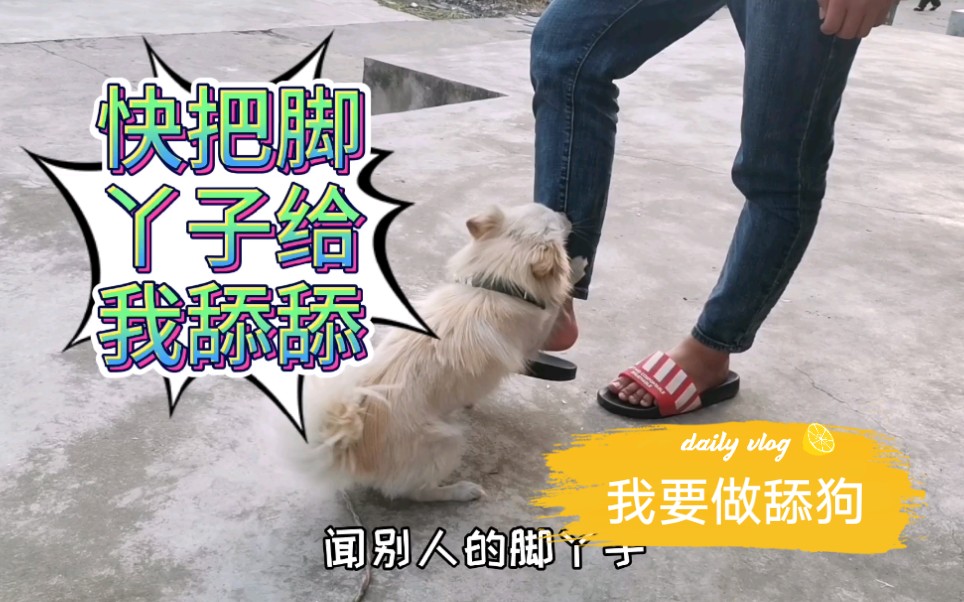 家里跑来的流浪狗总是喜欢舔脚丫子难道他想做只舔狗