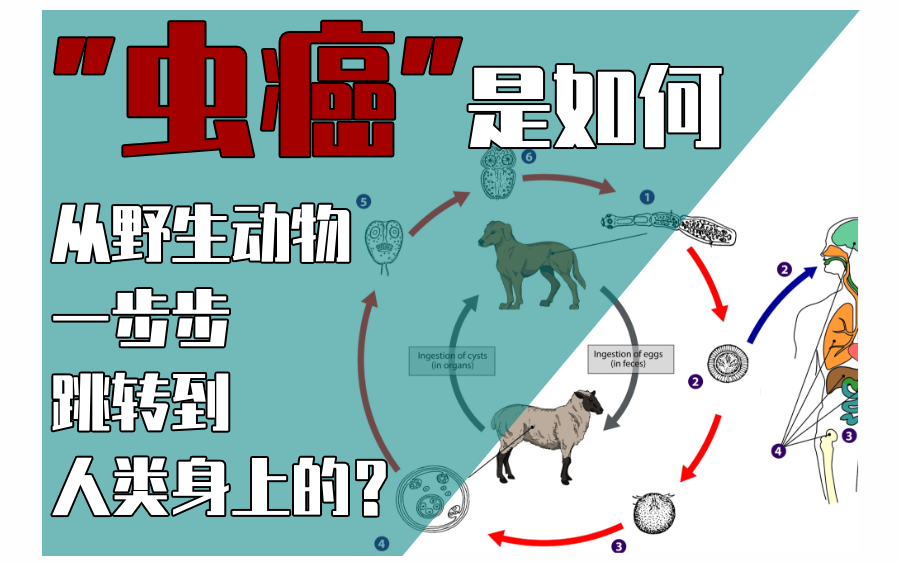 [图]王正寰：在青藏高原上，寄生虫病是如何从野生动物一步步跳转到人类身上的？ 【上海科普大讲坛】145讲（上）