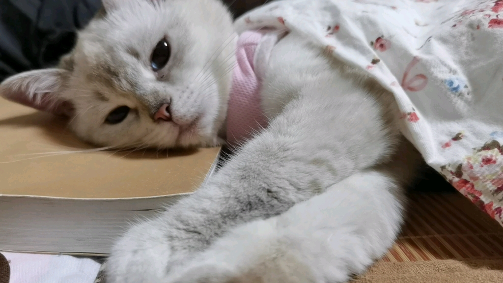 【丢丢猫】睡着了梦里会有小鱼干吗_哔哩哔哩_bilibili