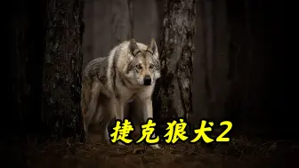 Download Video: 捷克狼犬，犬界最帅的存在