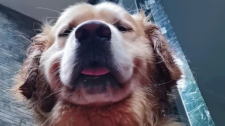 [金毛卡拉]——自拍一定要选择好角度