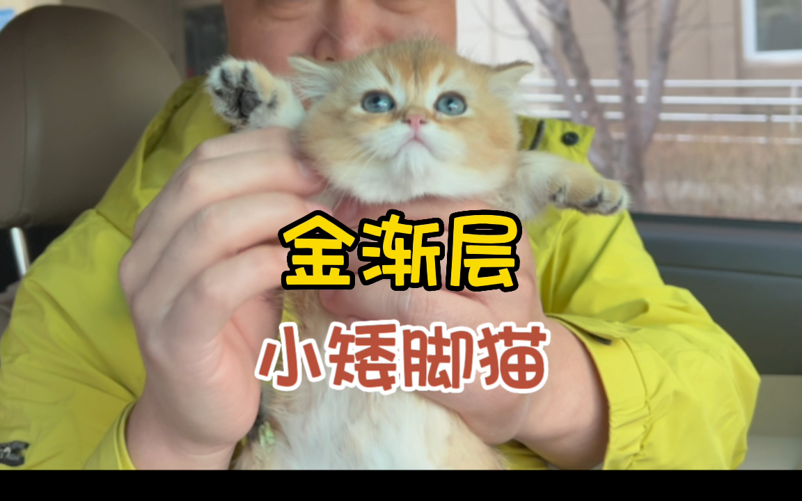 金渐层矮脚猫!曾经价格高不可攀!现在宠养也可以出手了!哔哩哔哩bilibili