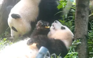 下载视频: 早7:35花花正在吃果果像个果汁机似的…迪迪好像一直在找果果