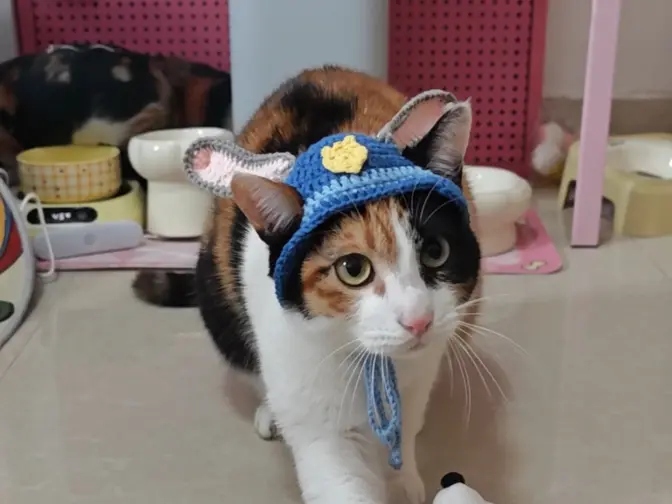 猫捉老鼠 天经地义