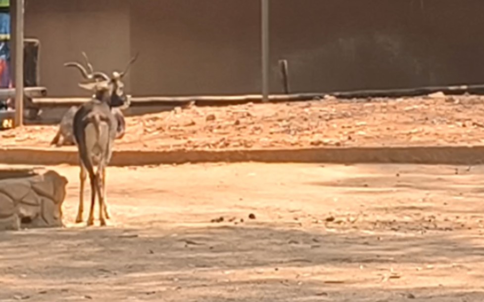 广州动物园的羚羊王子