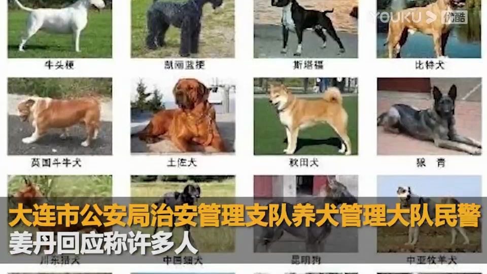 大连回应中华田园犬为何属禁养犬,大连有奖举报48种禁养犬哔哩哔哩bilibili