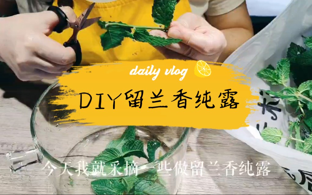 自家小院采摘的留兰香薄荷,蒸馏出得意的芳香纯露