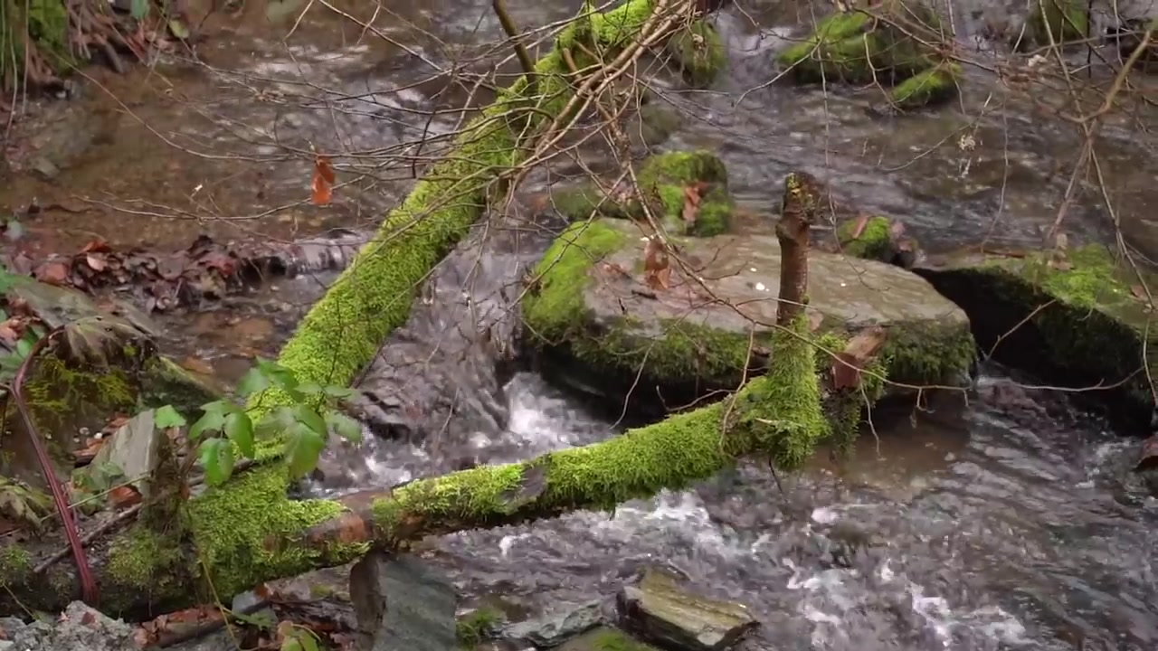 [图]Building a Fast Survival Shelter in the Forest - Camping in Heavy Wind 202301101