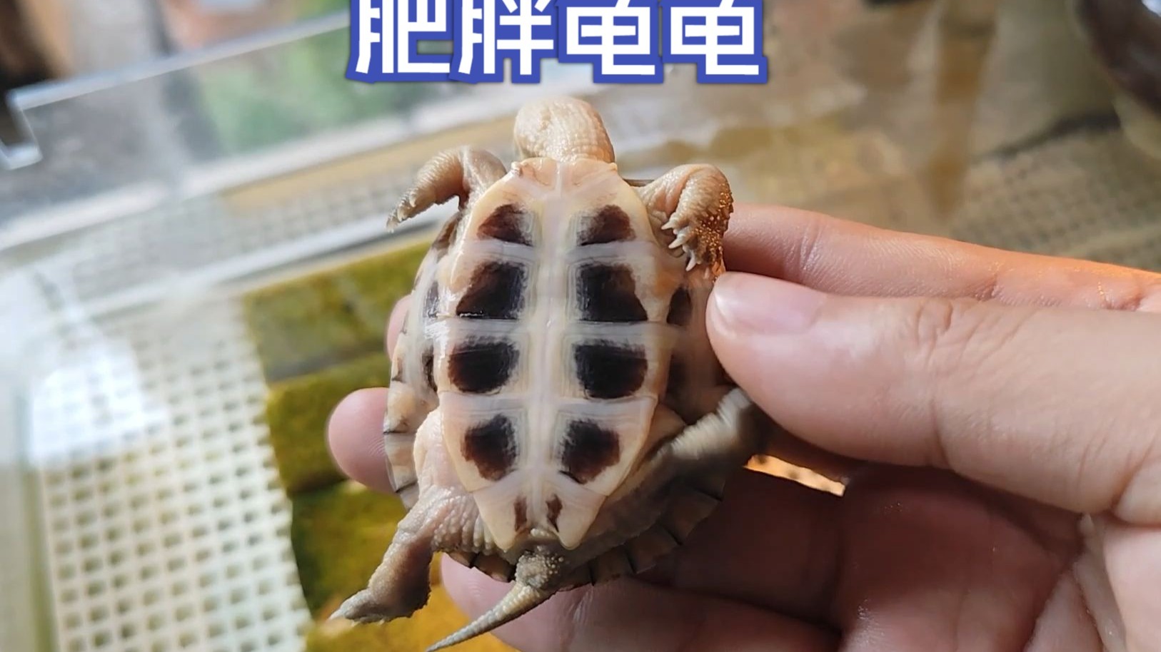 肥胖龟龟,要控粮了