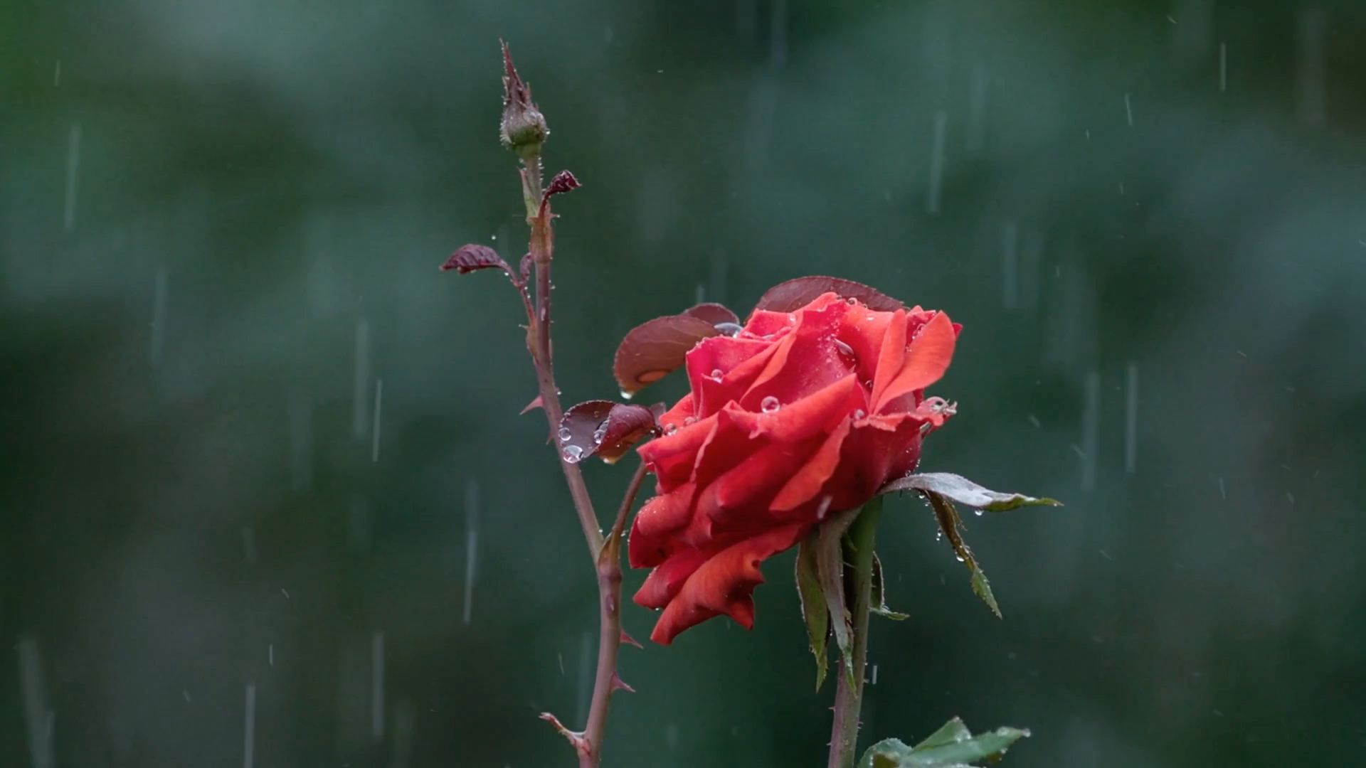 可商用視頻素材玫瑰花下雨天唯美雨滴露珠自然