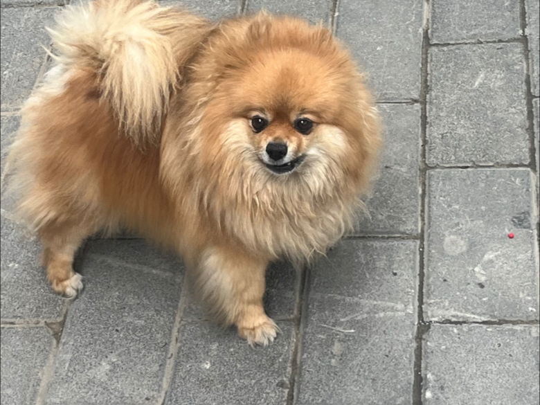 拉萨街头金毛狮王