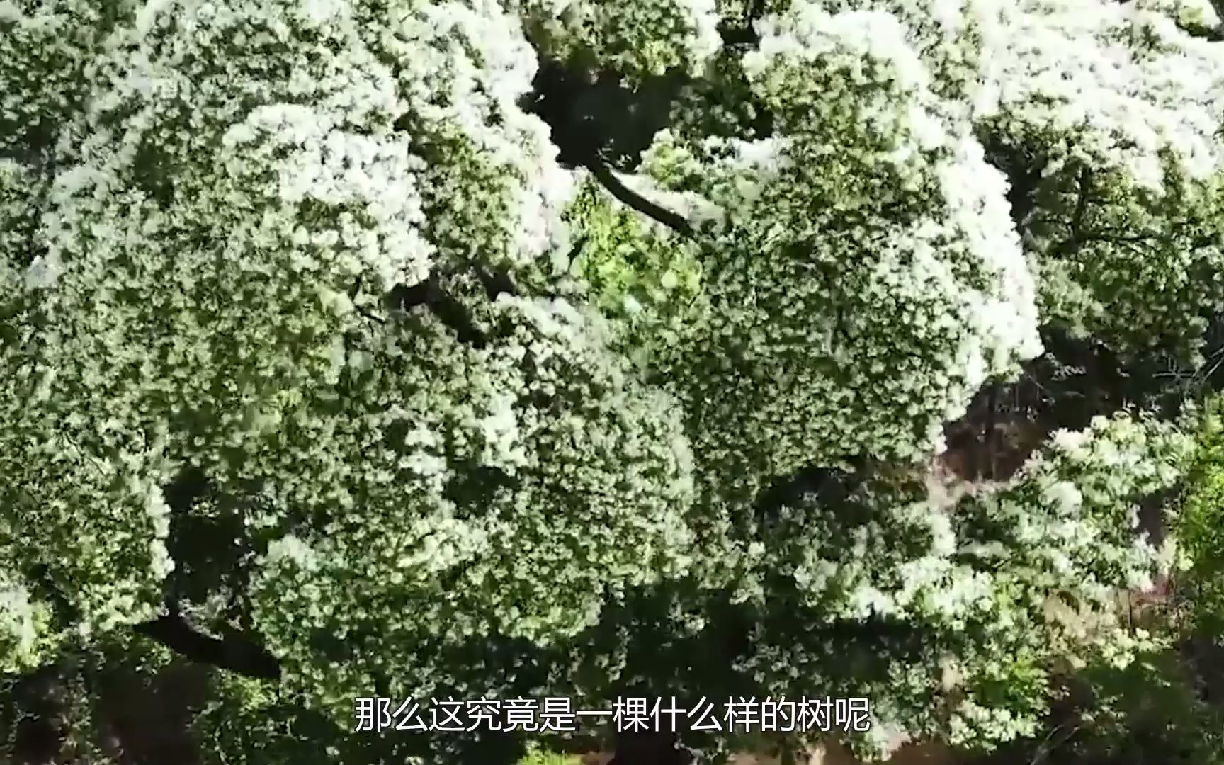 世界上唯一一棵宝树,就生长在我国山东,其价值比国宝还珍贵哔哩哔哩bilibili