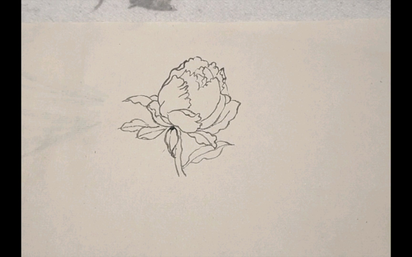 国画白描练习牡丹花苞