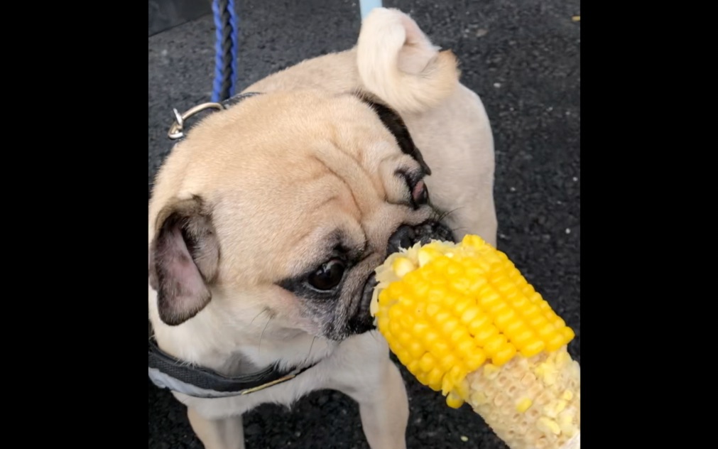 巴哥沉浸式啃玉米,看的我也想来一根了!