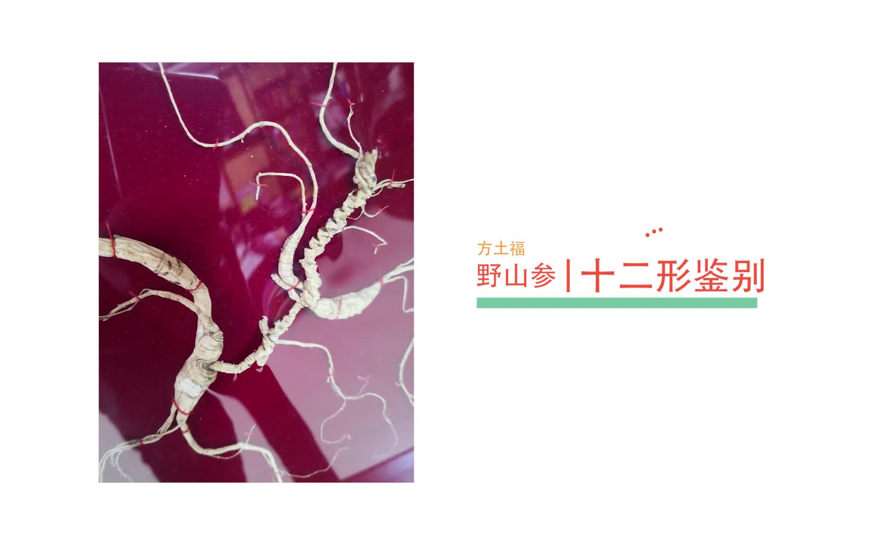 (7)山参八形详解上朱洪达野山参鉴别哔哩哔哩bilibili