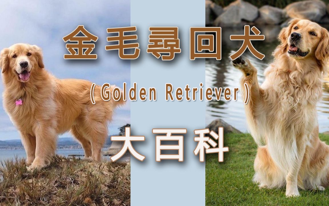 [图]金毛寻回犬（Golden Retriever）——大百科