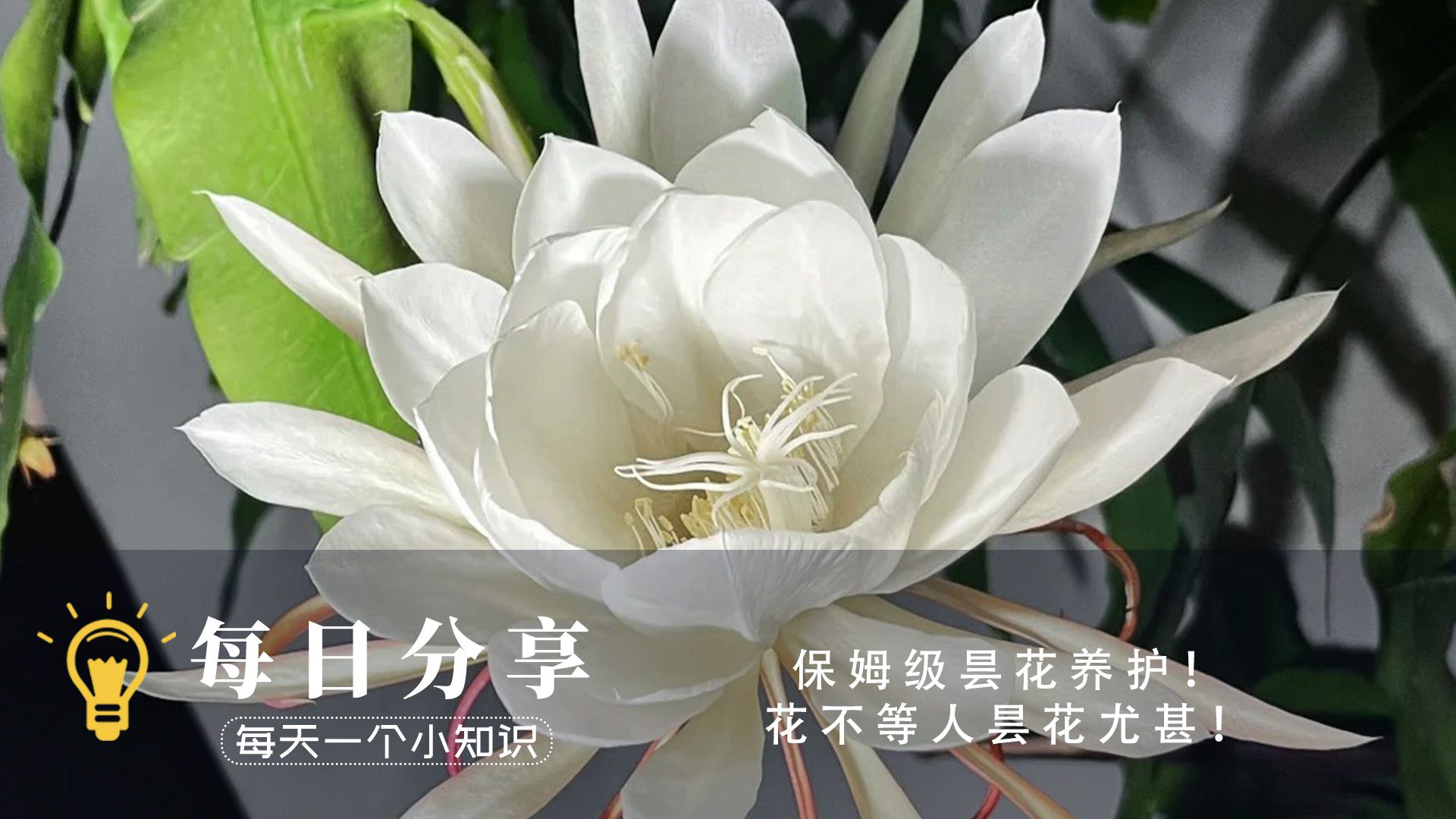 保姆级昙花养护! 花不等人昙花尤甚!哔哩哔哩bilibili