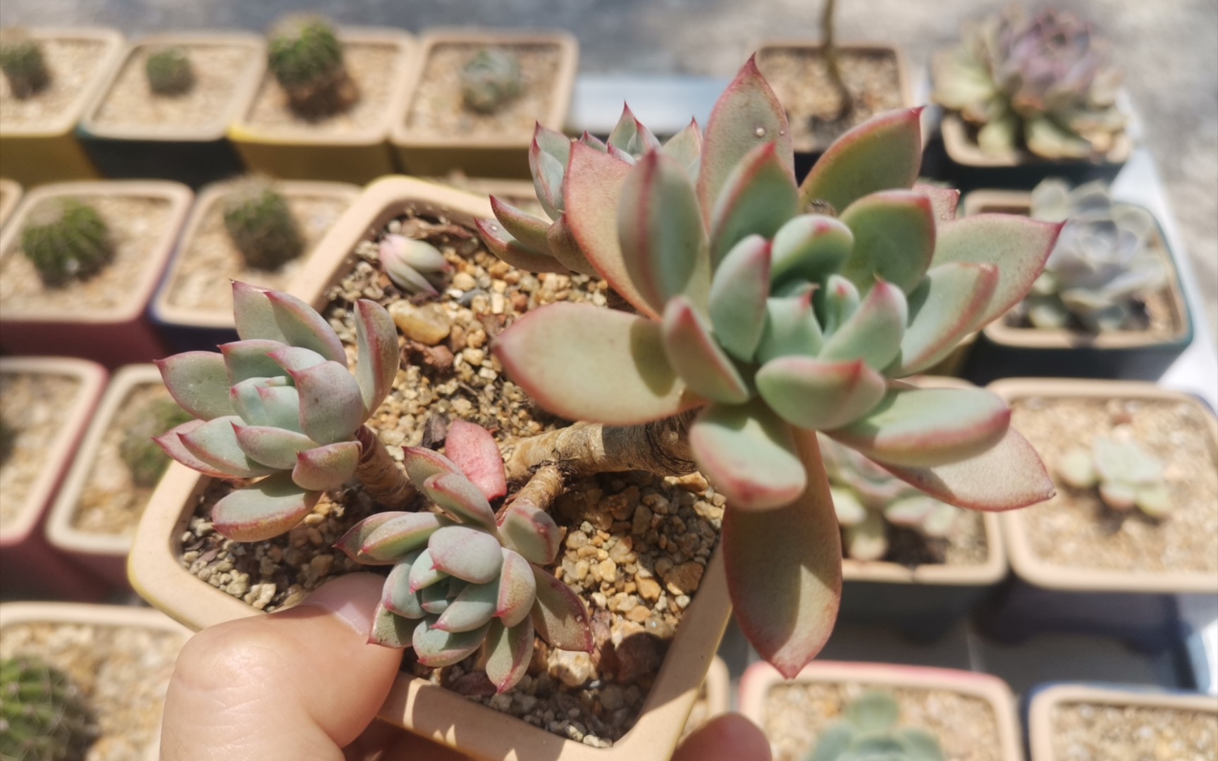 活动作品多肉女美月状态记录vlog20220525