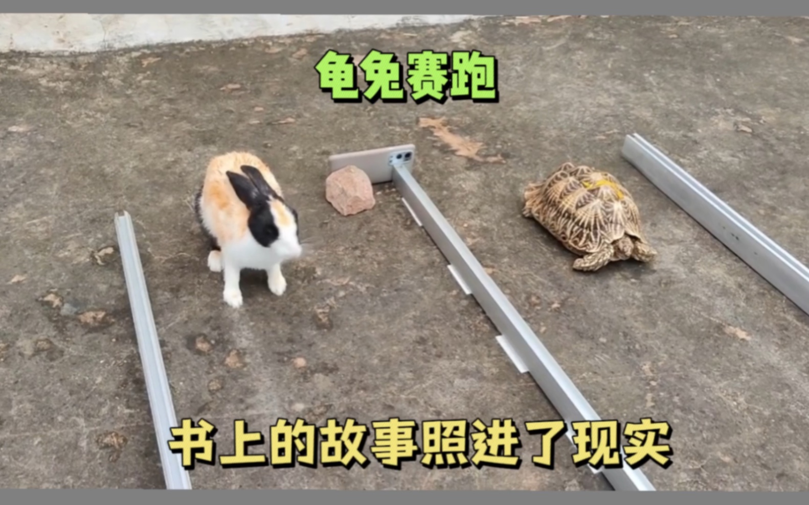 乌龟和兔子赛跑,猜猜谁会赢?哔哩哔哩bilibili