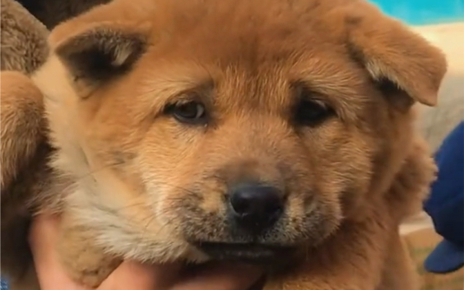 天生麒麟尾的狗狗