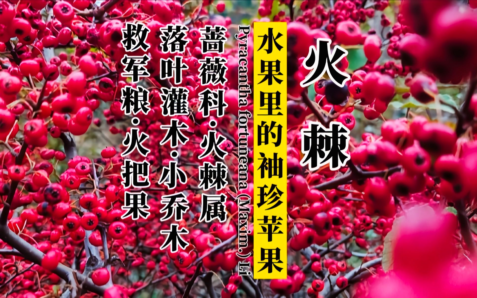 救过曹操军队性命的植物——火棘,野果里的——袖珍苹果哔哩哔哩bilibili