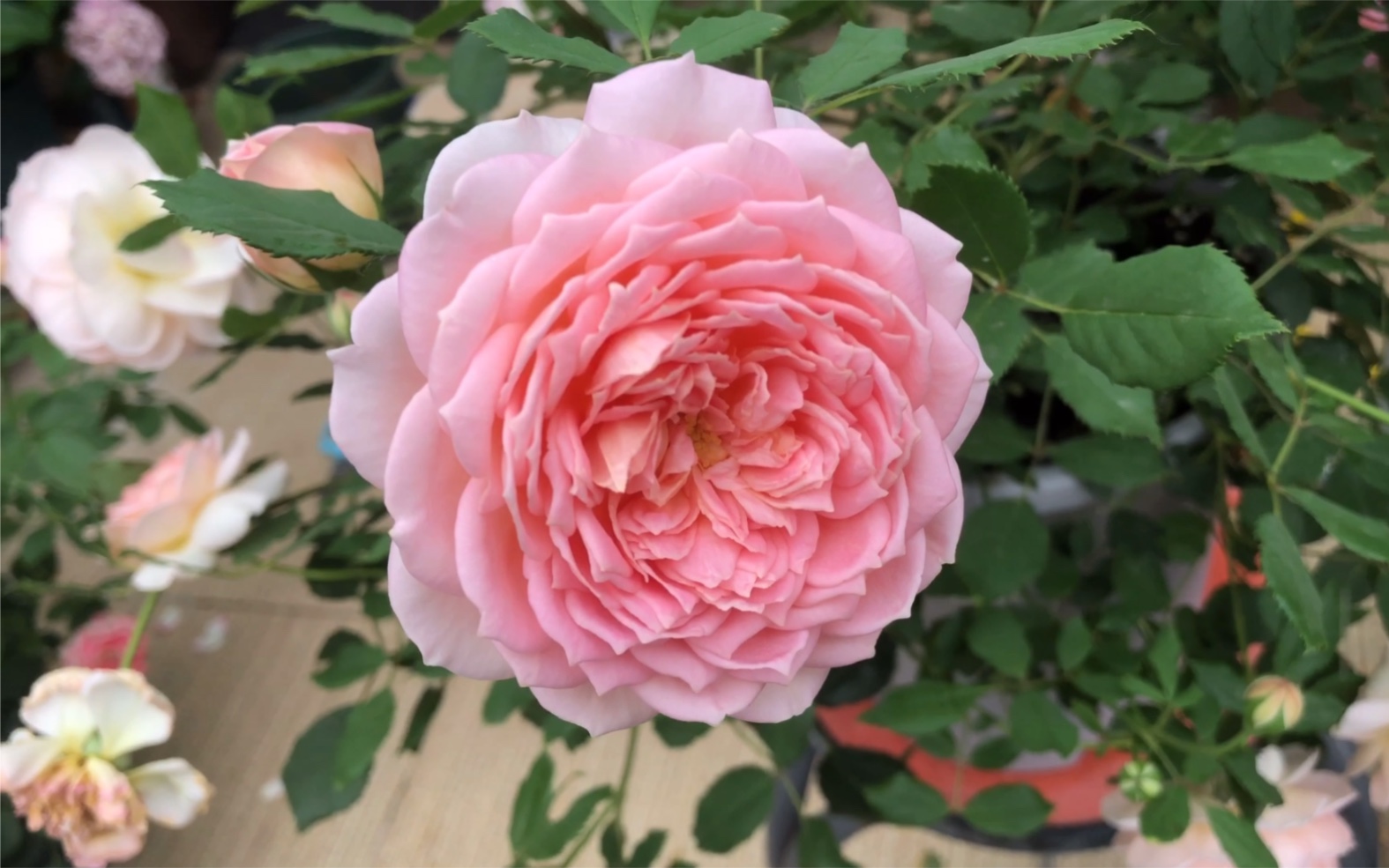 银禧庆典月季_哔哩哔哩_bilibili