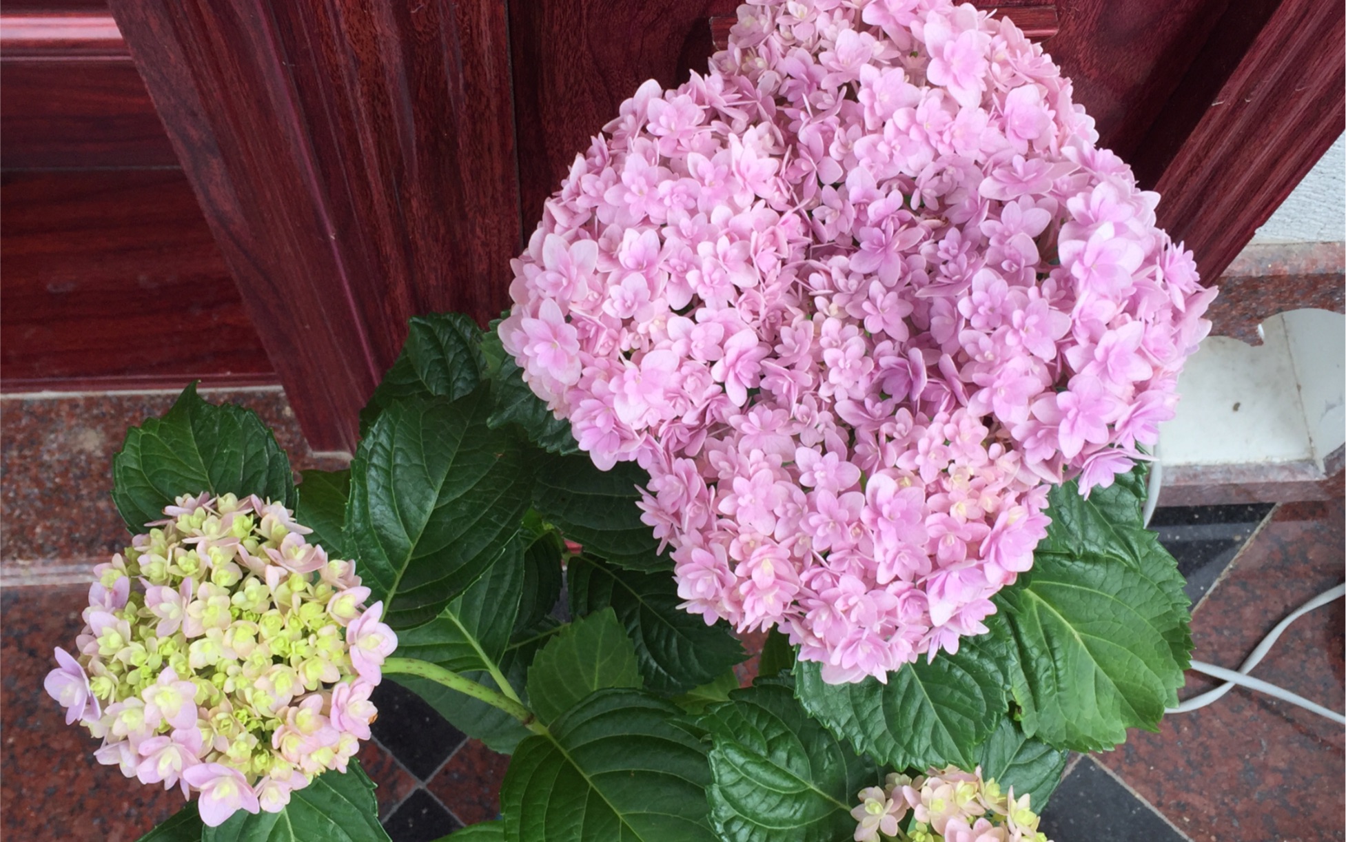 重瓣花手鞠,绝美精致!买它!买它!买它!