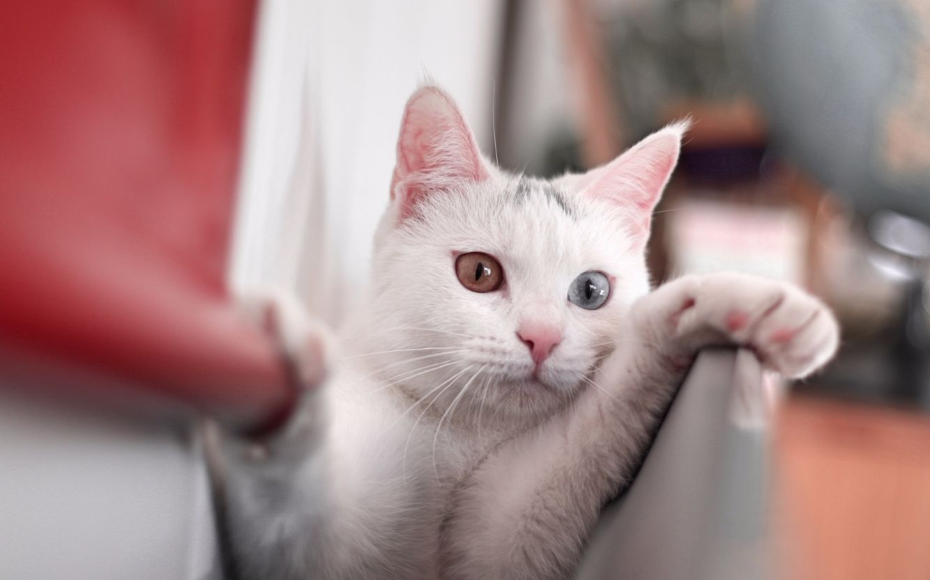 【异瞳小白猫-藤椒】当藤椒遇上藤椒面.触电的那种感觉?