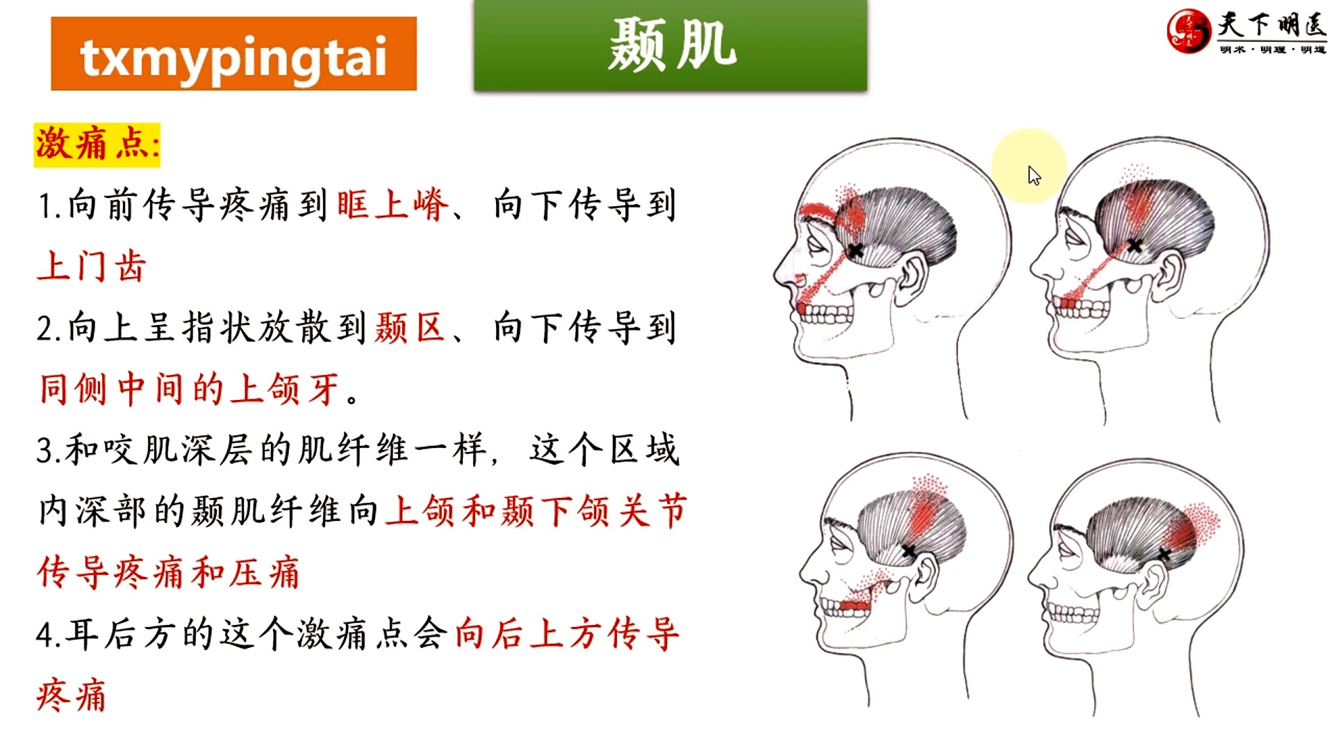 颞肌越来越大图片