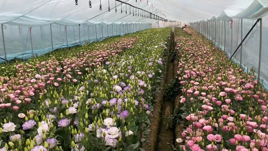 亚拍基地实拍昆明亚拍花卉集团的通海基地实拍
