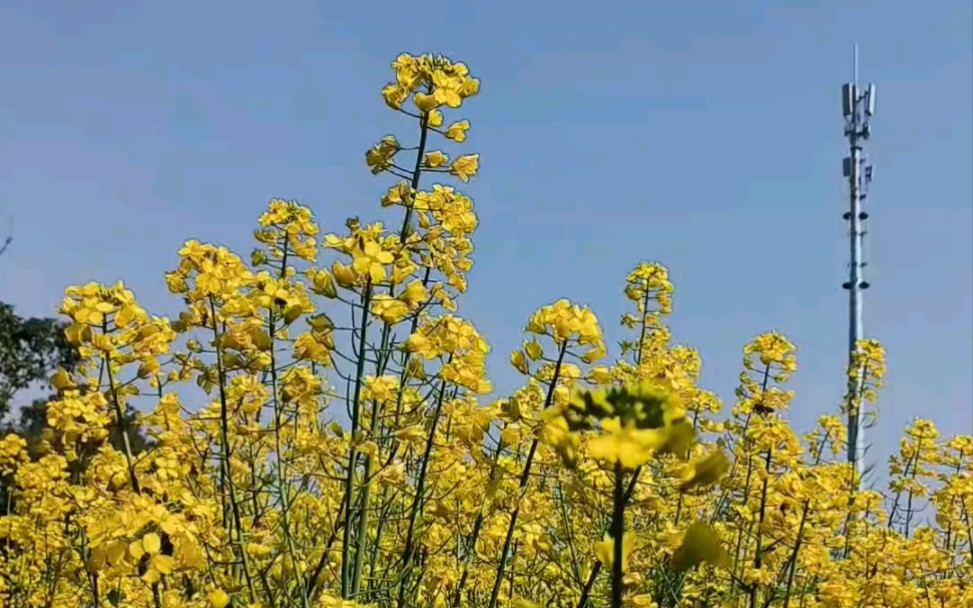 台州花木城七彩花田油菜花盛开,有一起打卡的吗?哔哩哔哩bilibili