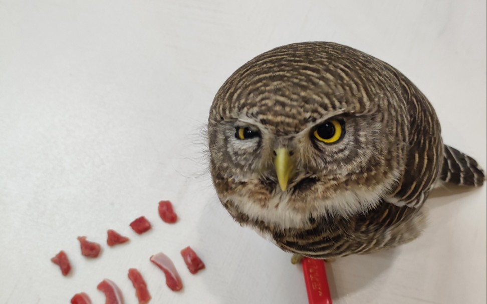 [图]鸱鸮科鸺鹠属の大胃王