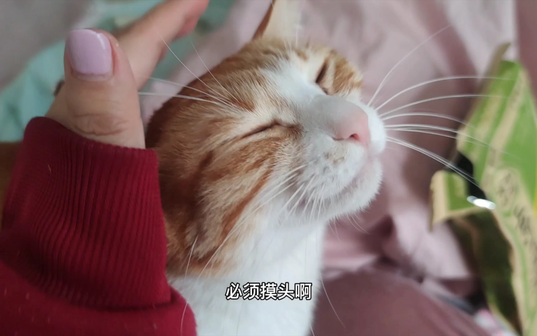 [图]我家的猫是一只粘人的小妖精猫#橘猫小月月