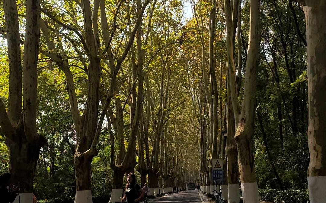 南京-灵谷寺路,梧桐树