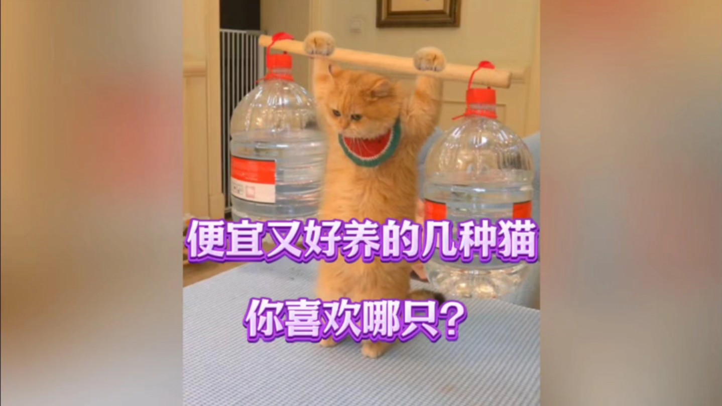 便宜又好养的几种猫,你最喜欢哪只?哔哩哔哩bilibili