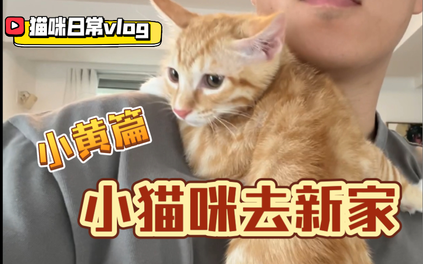 猫咪日常vlog 小猫咪去新家之小黄篇哔哩哔哩bilibili