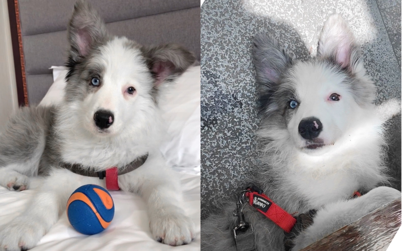 活动  云养狗～ 陨石海盗异瞳边牧45月合集