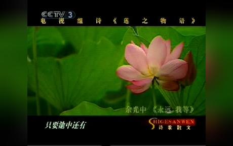 永远,我等——余光中【风骨盎然收藏】《2005年电视诗歌散文莲之物语》(伴奏——贾鹏芳《睡莲》)哔哩哔哩bilibili