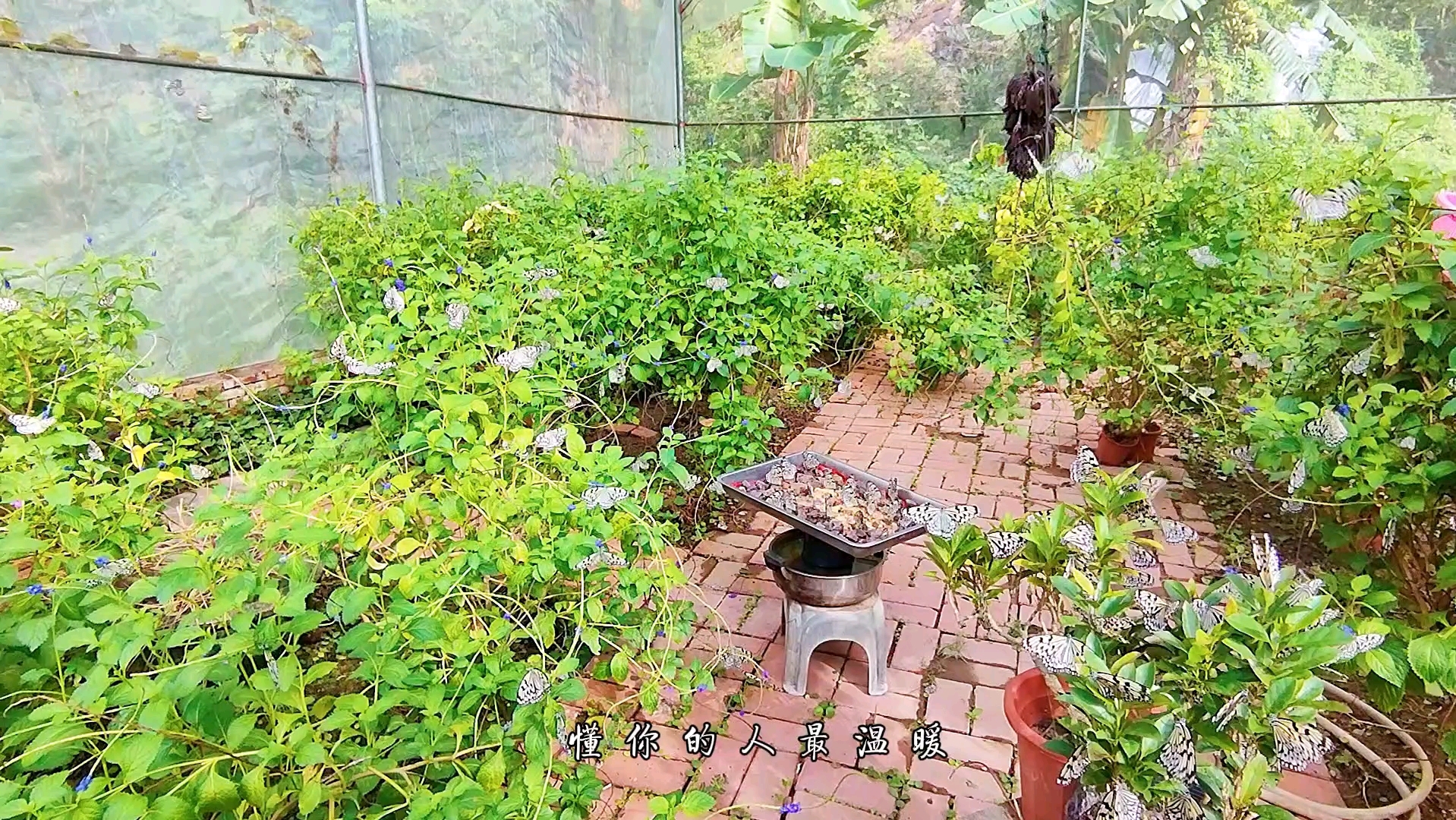 [图]蝴蝶养殖：繁花间的唯美诗意