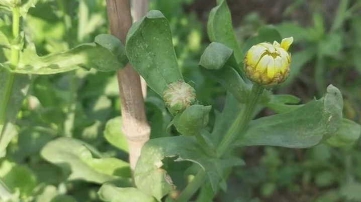 大叶茼蒿花,用来吸引蜜蜂给黄瓜授粉哔哩哔哩bilibili