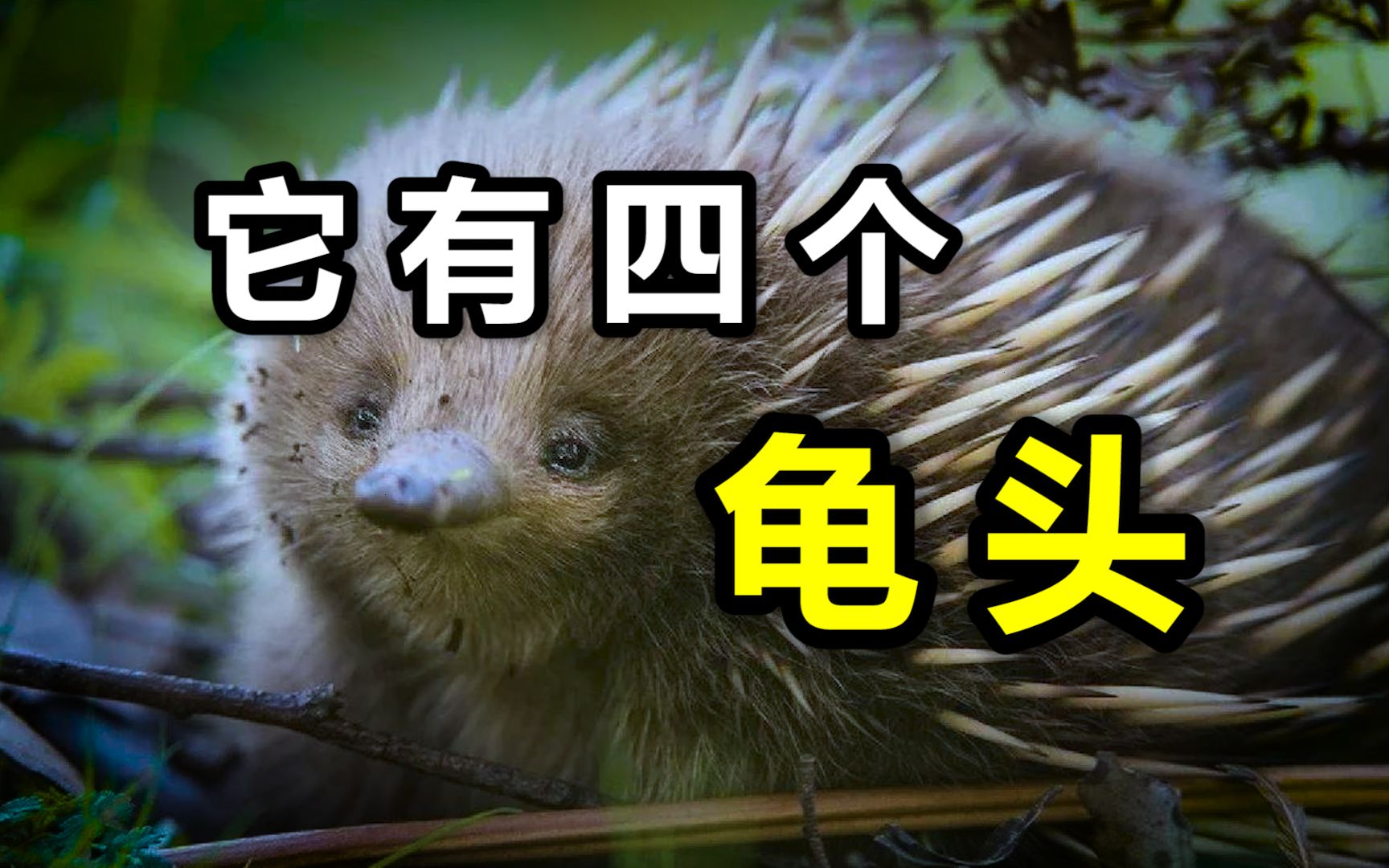 针鼹的丁丁有四个龟头?水鼠强暴鸭子生下了鸭嘴兽?