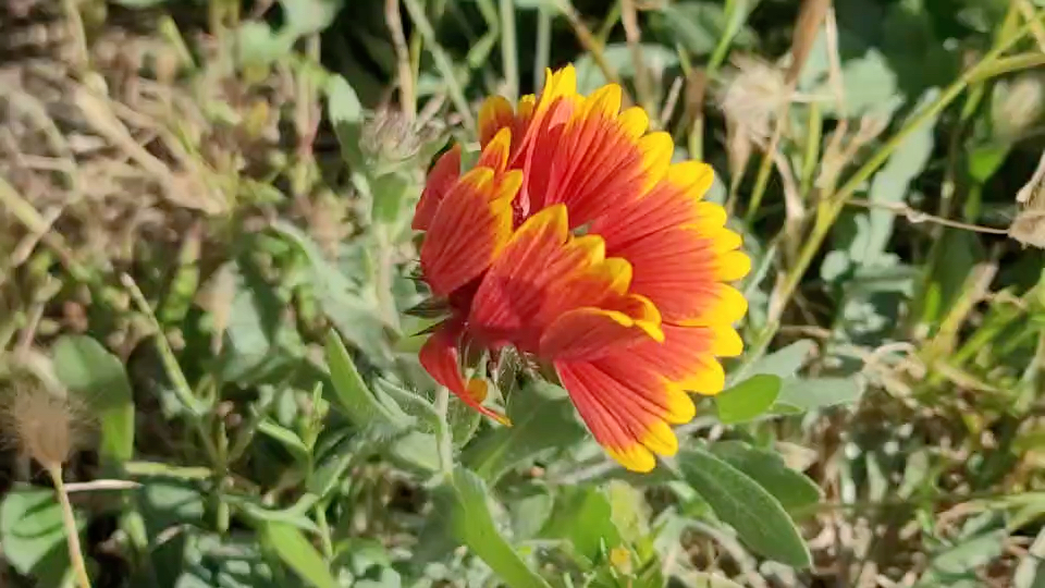 [图]即使是弱小的花朵，也有资格在风中飘摇啊