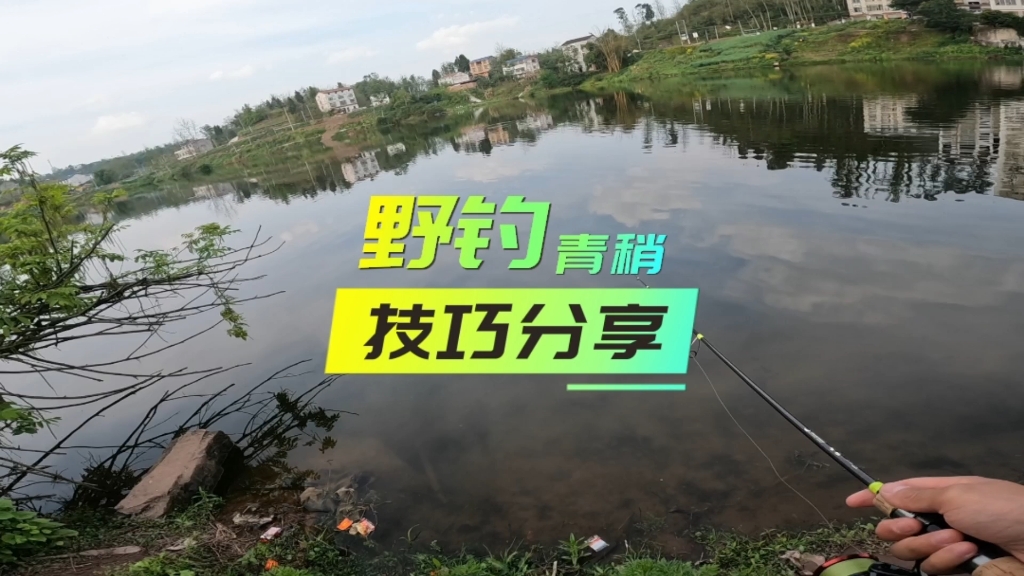 青稍很多地方都有,饵小点,动作慢点就能上鱼.哔哩哔哩bilibili