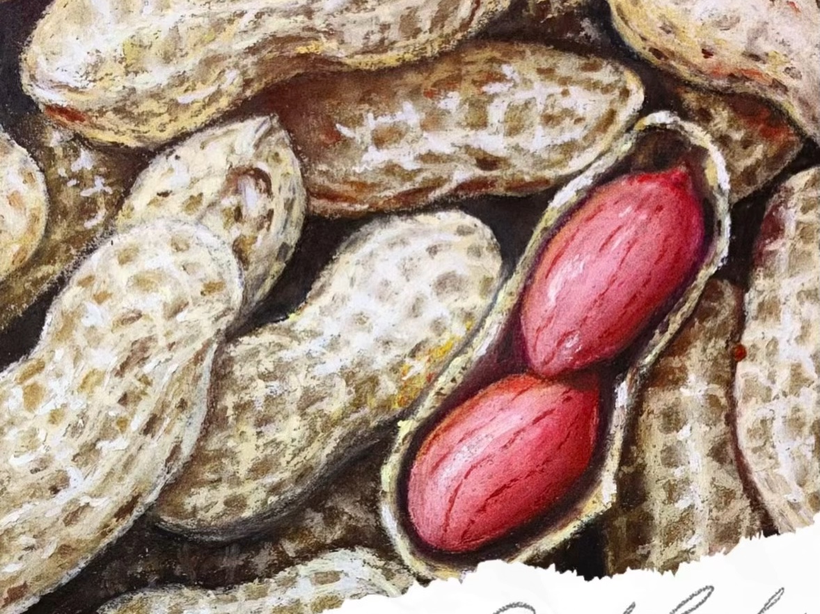 油画棒 写实花生的画法