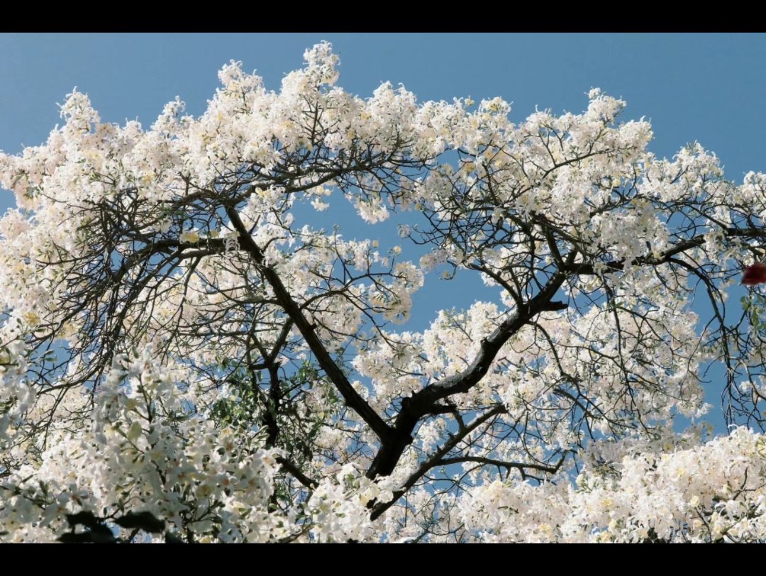 白色木棉花树图片大全图片