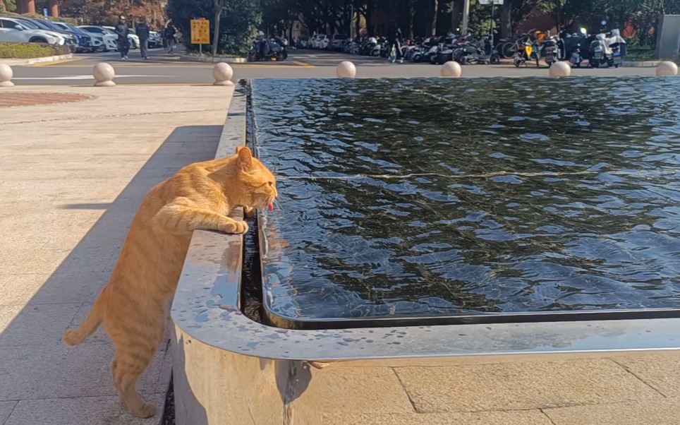 [图]包图副馆长的猫碗