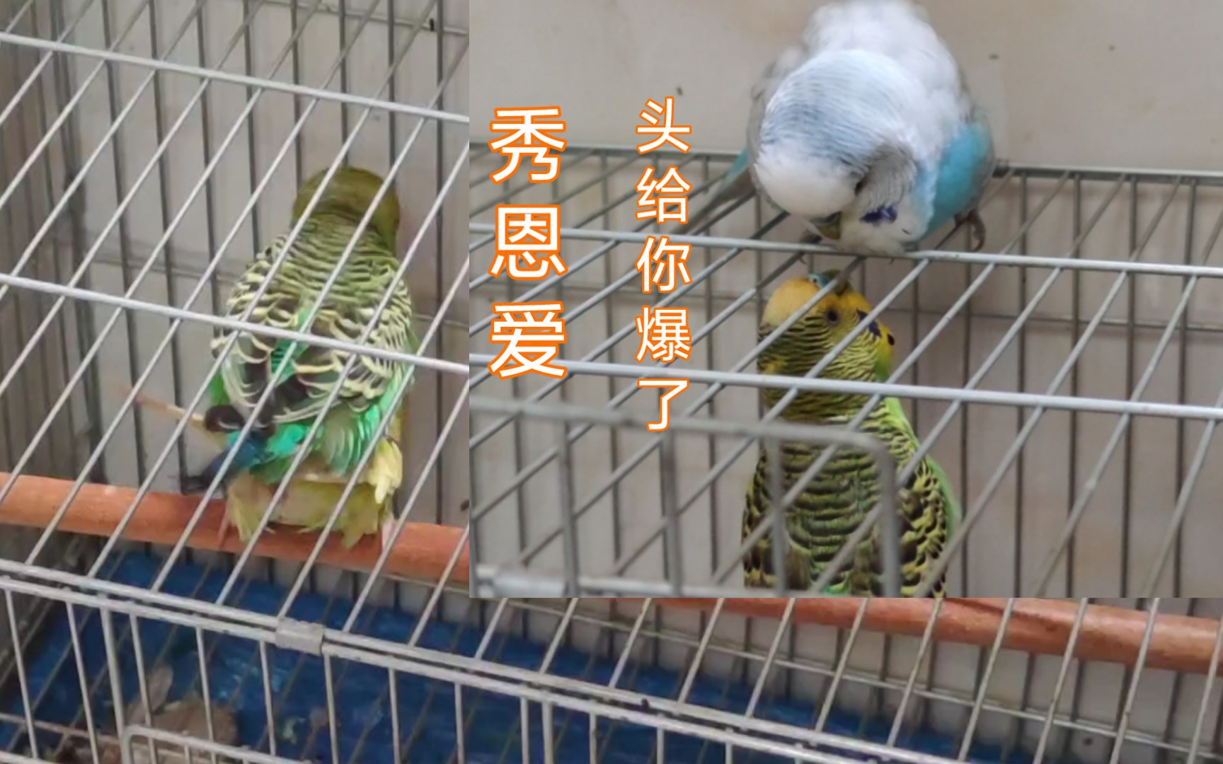 【虎皮鹦鹉】踩背引发的妒忌之战
