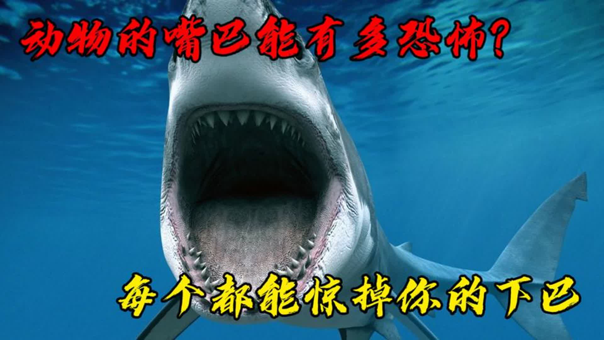 地球上最恐怖的四张血盆大口,每一个都能惊掉你的下巴!哔哩哔哩bilibili