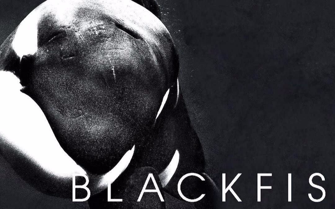 【纪录片】 黑鲸 Blackfish【中文字幕】【2013】【美国】哔哩哔哩bilibili